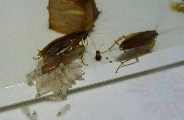 小蟑螂变成大蟑螂需要多久，蟑螂脱壳要多久？图1