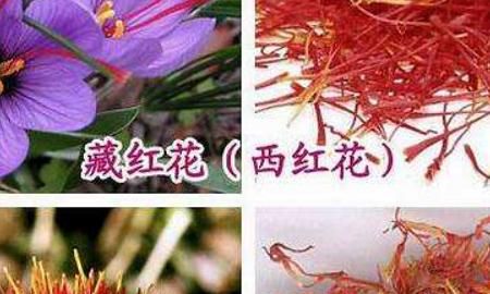 藏红花真假怎么辩
，藏红花的味道分辨真假？图3